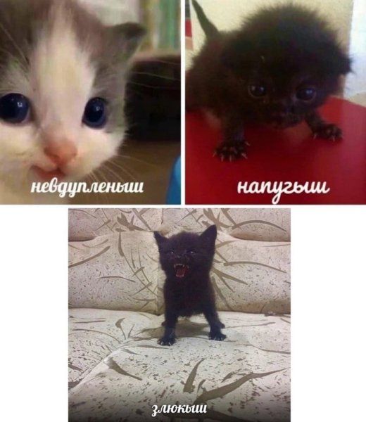 Котенок Мем