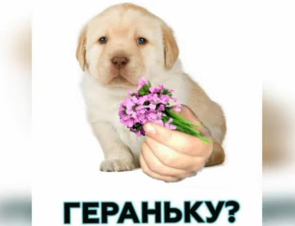 Гераньку Мем