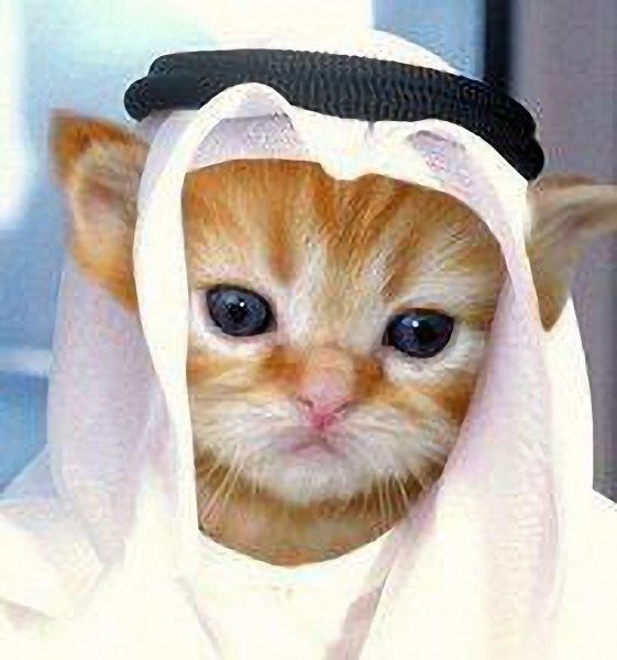 Котик в арабской одежде