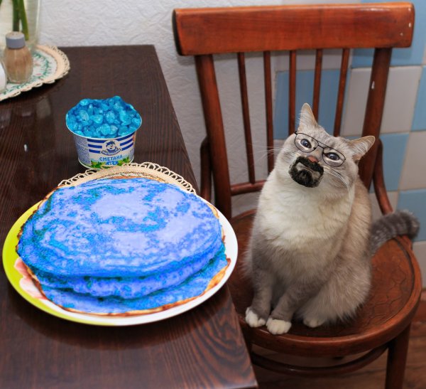 Кот в сметане