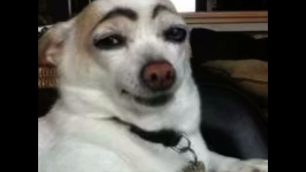 Накрашенная собачка