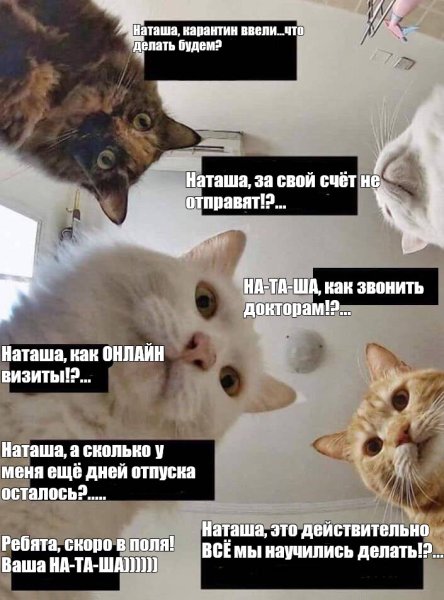 Коты мемы