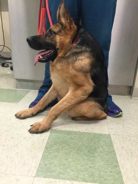 Овчарка Квазимодо