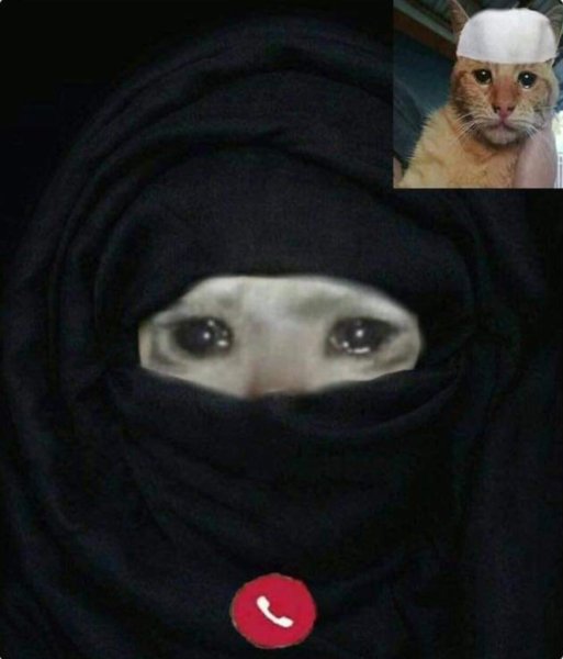 Кошка в хиджабе