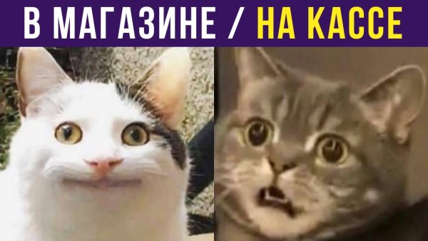 Мемы от Алексея Совы