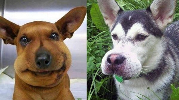 Собаку укусила Оса