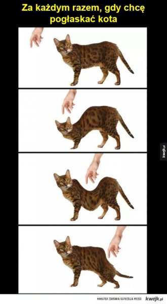 Мемы с кошками