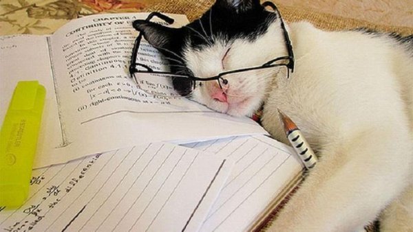 Кот учит уроки