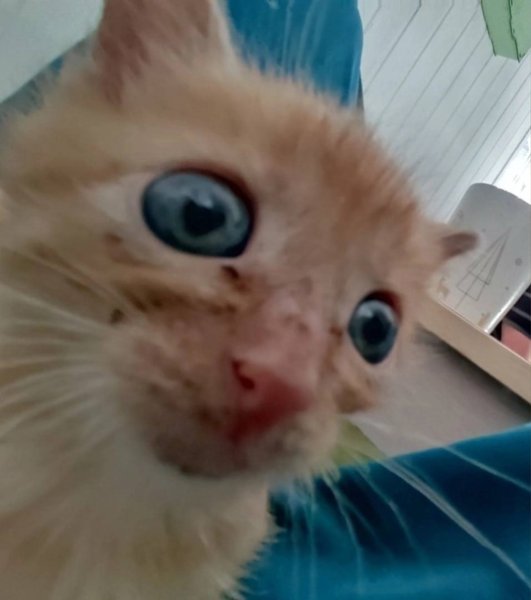 Котёнок невдуплёныш