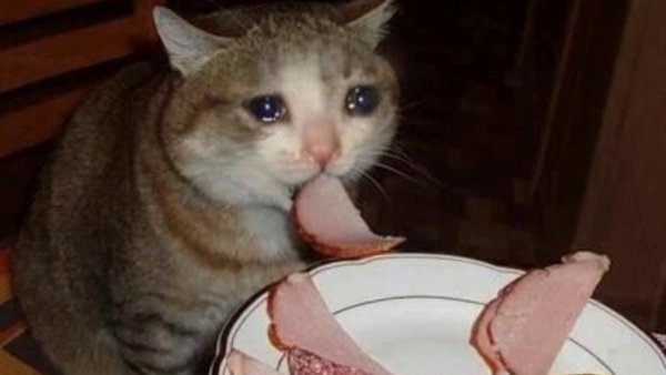 Грустный кот ест колбасу