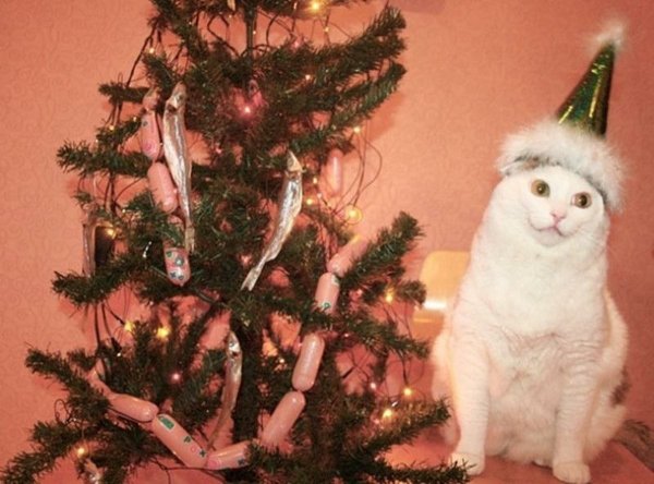 Новогодние мемы с котами