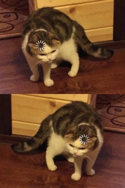 Котик загрузка