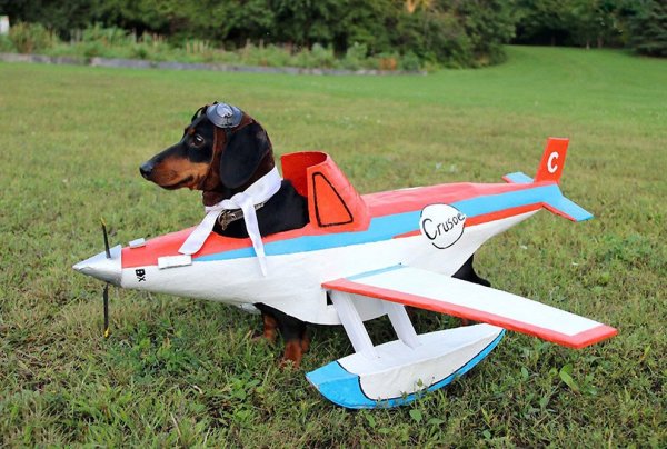 Собак самолетик