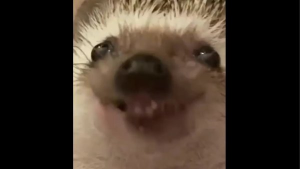 Ежик жует Мем