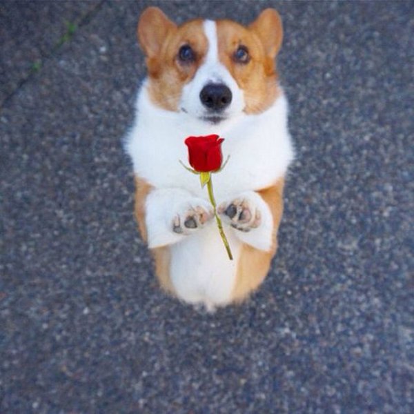 С 8 марта корги