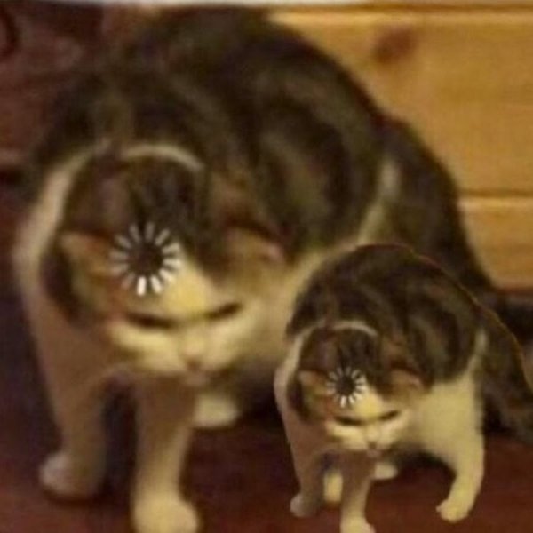 Кошка с загрузкой на голове