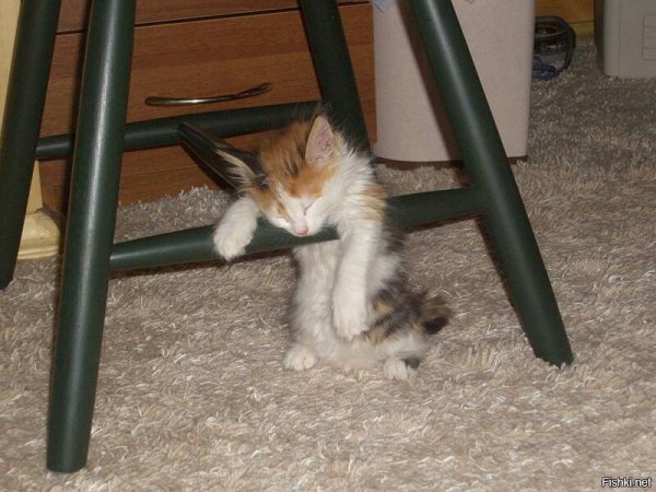 Котенок хочет спать