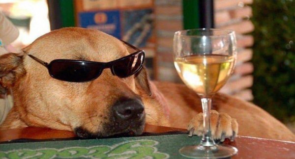 Собака с рюмкой