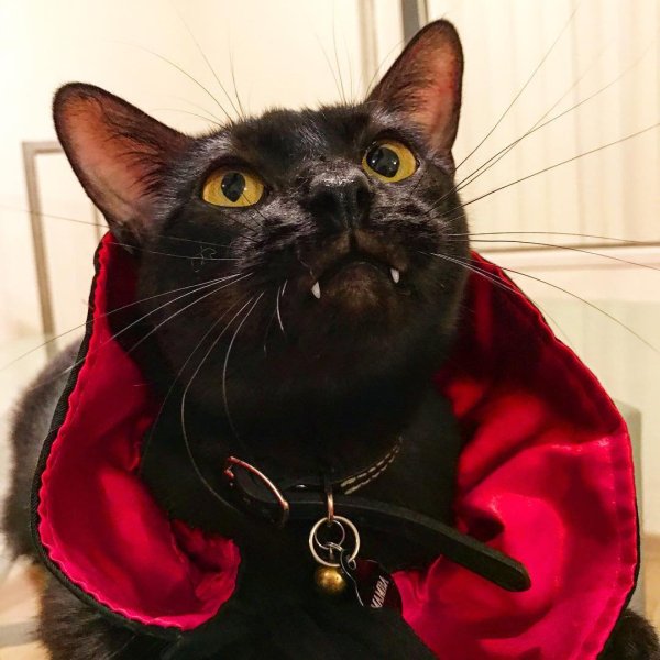 Граф Дракусь кот