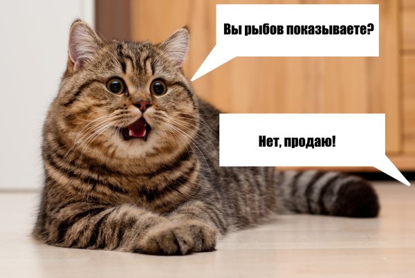 Мемы котики Рыбов
