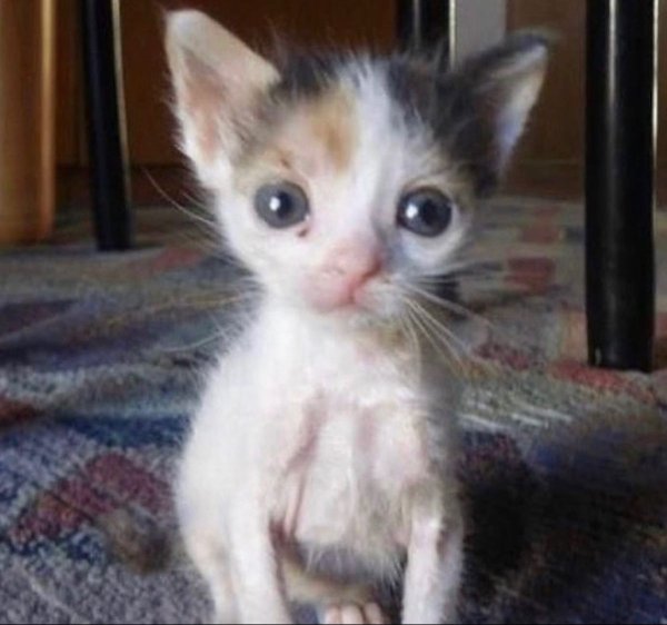 Котенок не вдупленыш