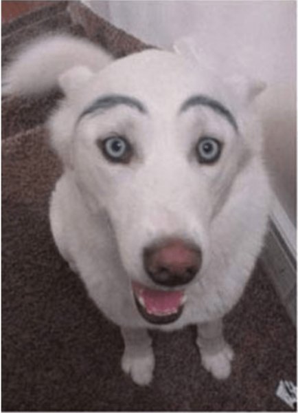 Смешная собака с бровями