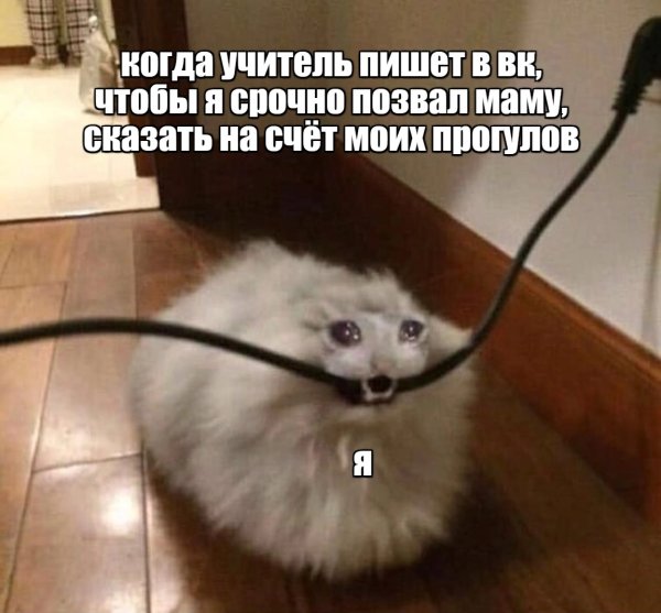 Кот кусает провод