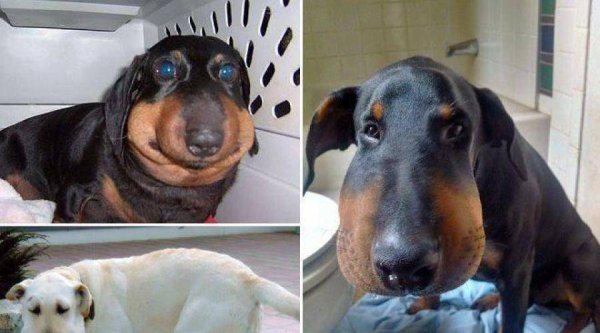 Таксу ужалила пчела