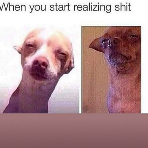 Собачка щурится