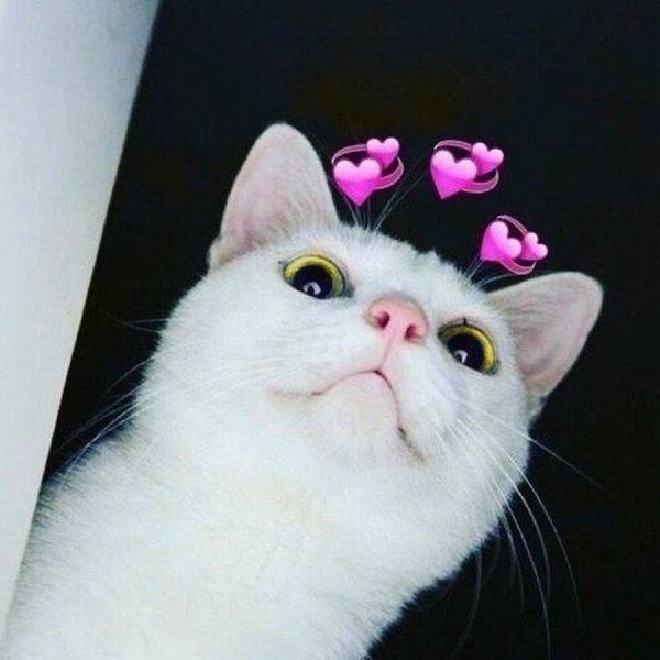 Лый котик с сердечками