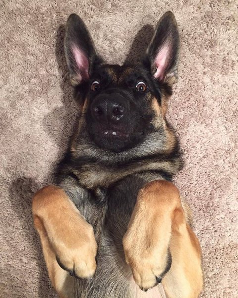 Немецкая овчарка мемы