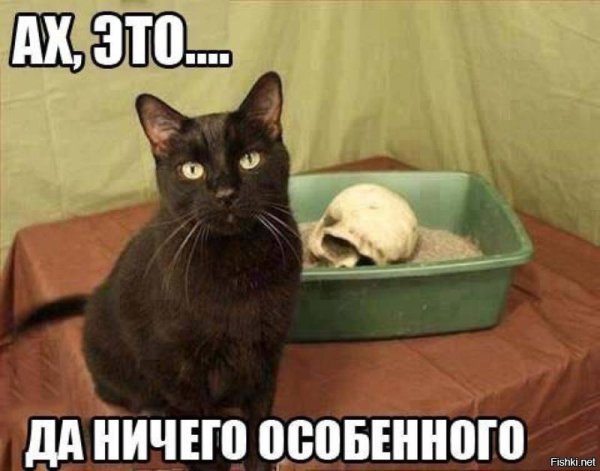 Кот убийца Мем