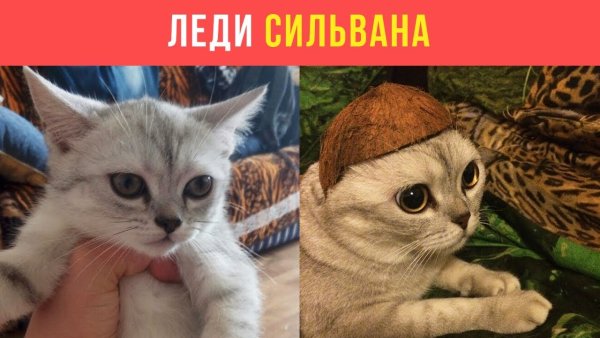 Леди Сильвана Ветрожопая Алексей Сова