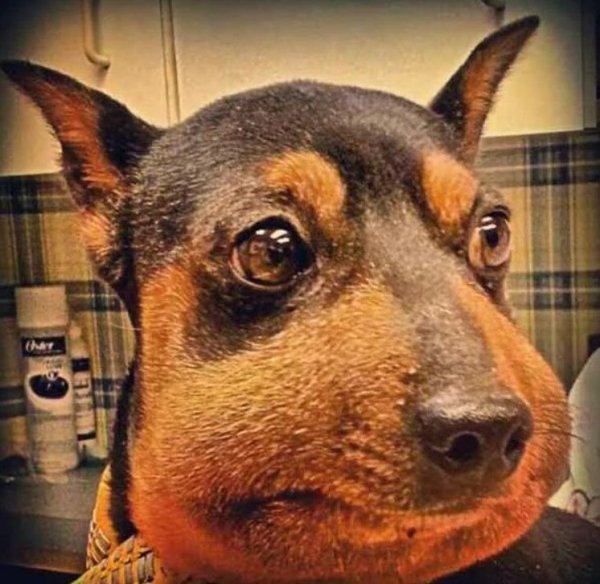 Собаку покусали пчелы