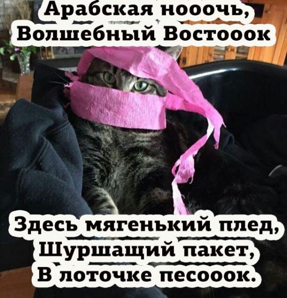 Арабская ночь Мем с котом