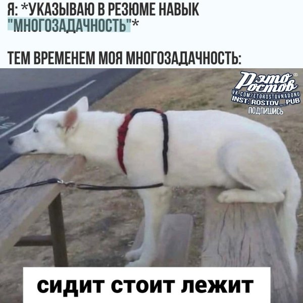 Стою сижу лежу собака