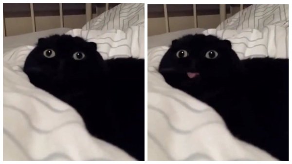 Черный кот с высунутым языком