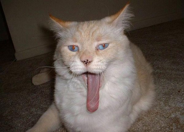 Кошка с высунутым языком