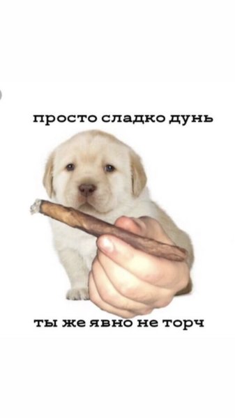 Собака Мем