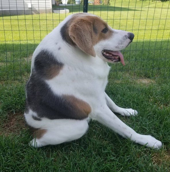 Фоксхаунд терьер