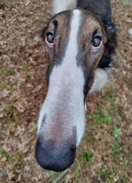 Смешные собаки с длинным носом
