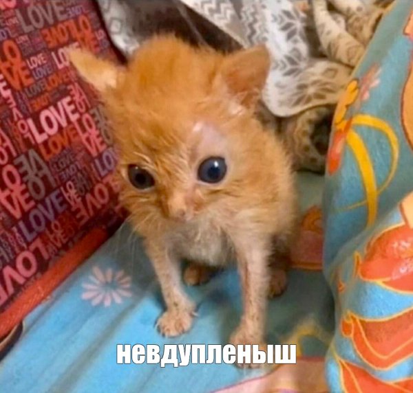 Котенок проснулся потный голодный