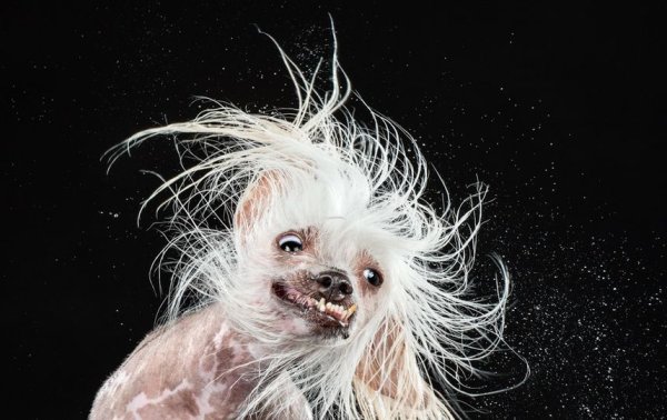 Китайская хохлатая толстая