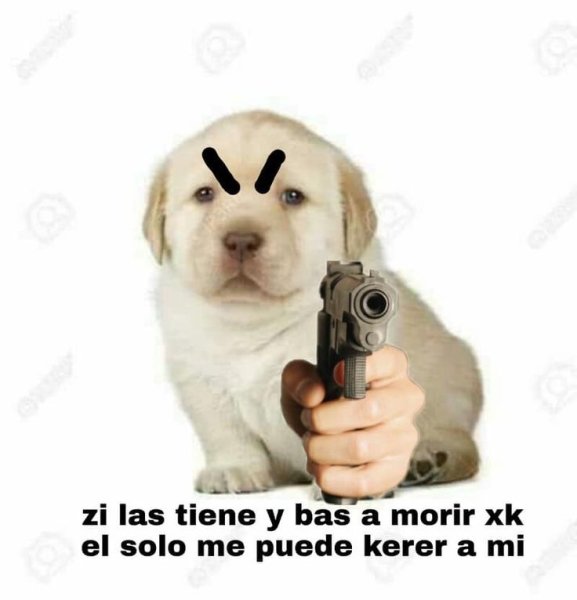 Мемы собака с пистолетом