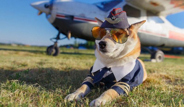 Собака и самолет