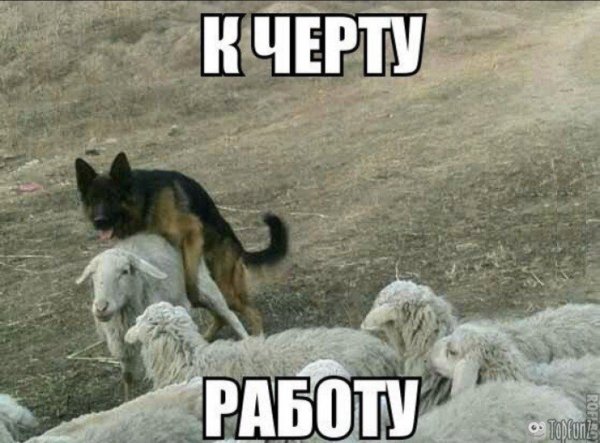 Собака на работе