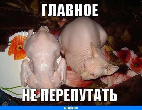 Лысые коты мемы