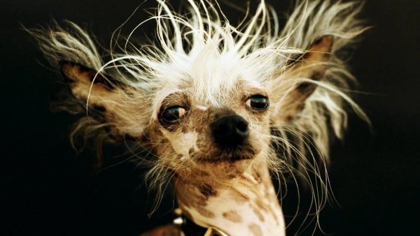 Чихуахуа хохлатая