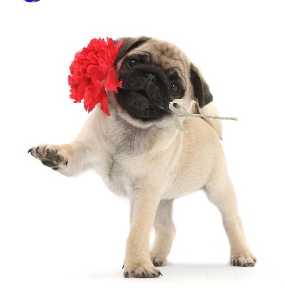 Мопс с цветами