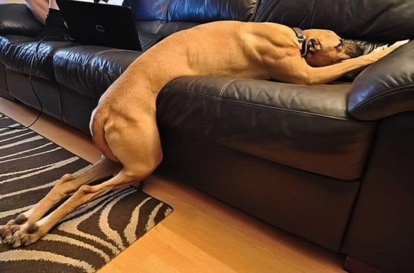 Уставшая собака